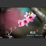 一枝独秀