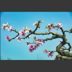 又在一年拍花时