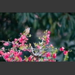 花之鸟