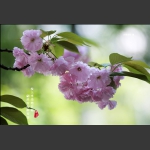 樱花开了