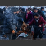 市场活鸡摊床