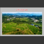 莓茶种植大乡-三家馆