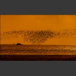 “鸟浪”