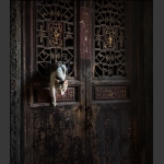 老屋猫趣