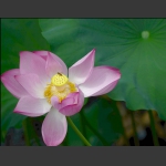 蜂语清风