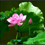 花红叶绿两相宜