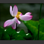出水芙蓉