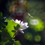 夏荷