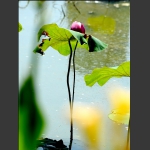 花叶缠绵