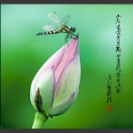 早有蜻蜓立上头