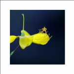 花为容