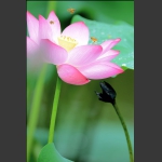 花开蜂欢