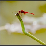 蜻蜓