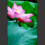 蜂语清风