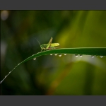 雨后