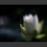 禅意莲花