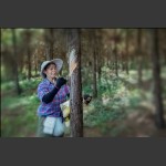 割脂女工
