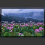 荷花村