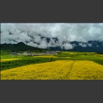 油菜花开