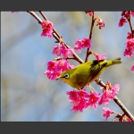 觅花