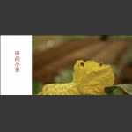 田间小景