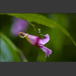 龙虾花