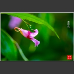 龙虾花