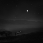 疏星淡月伴良驹
