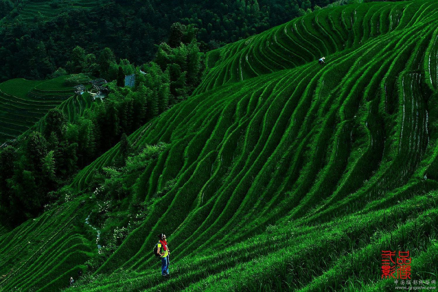 龙胜梯田