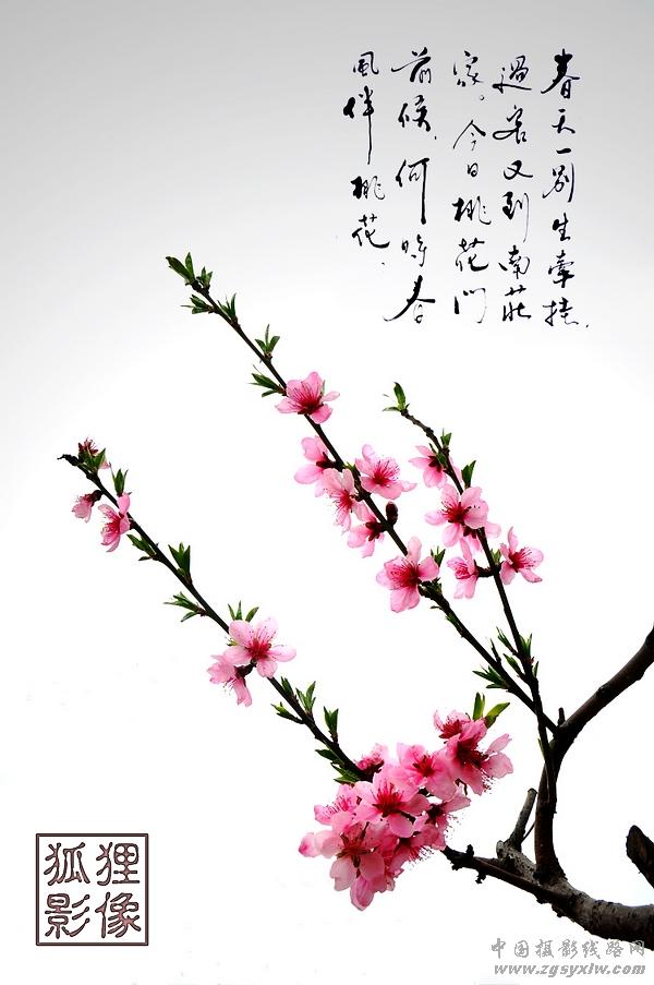 桃花韵