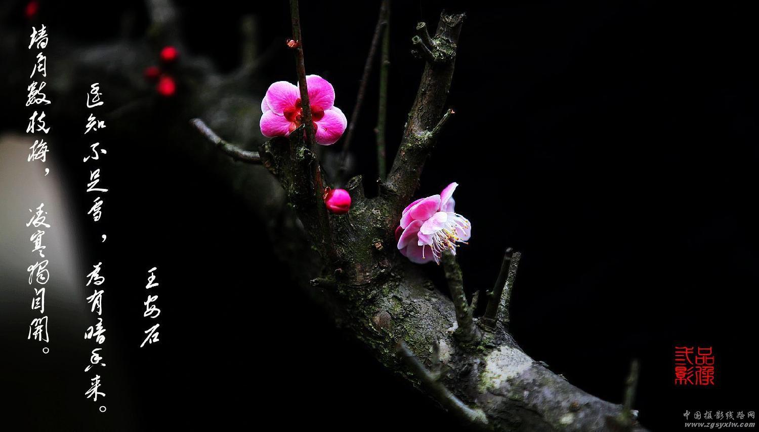 梅花