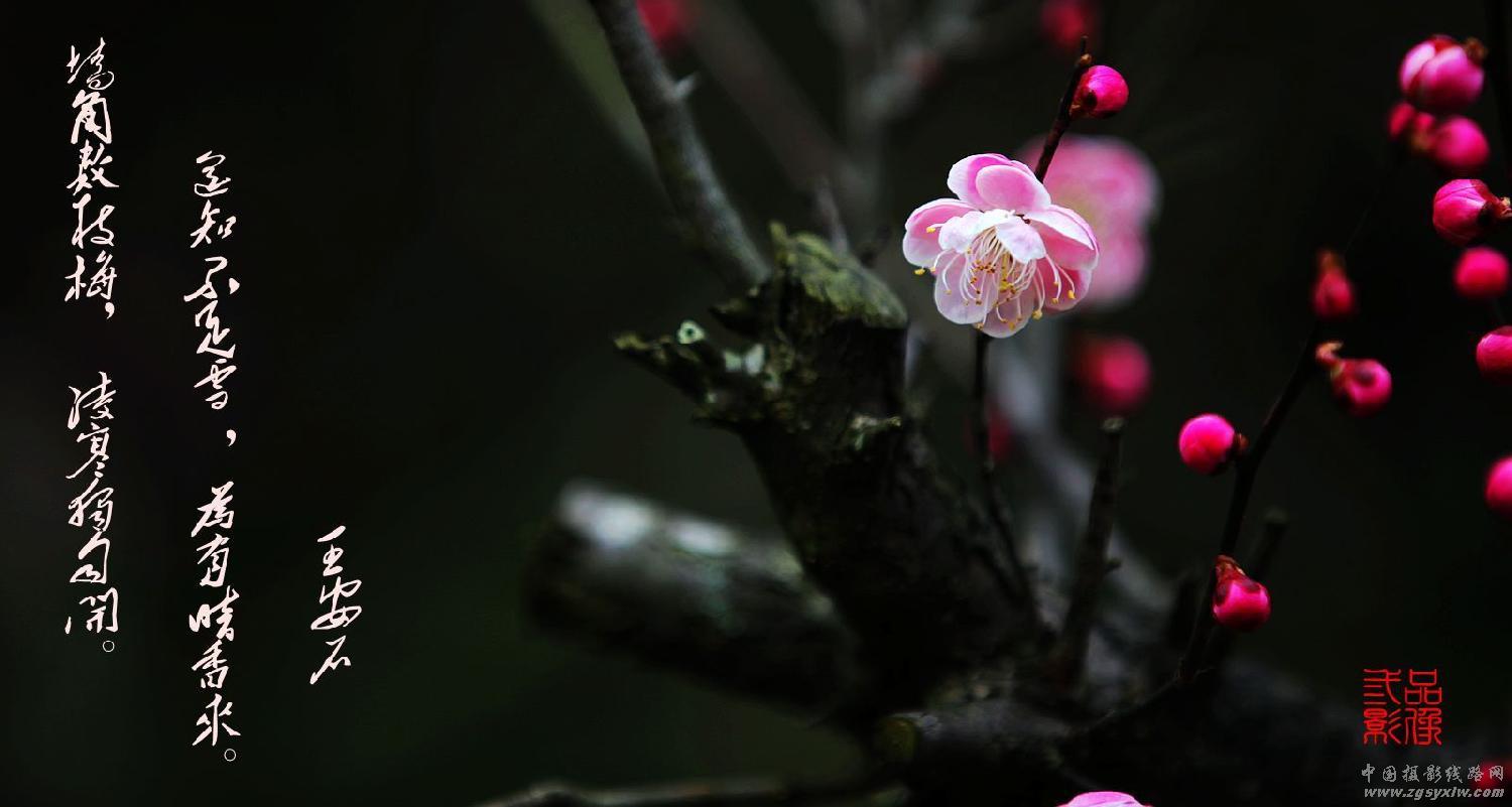 梅花