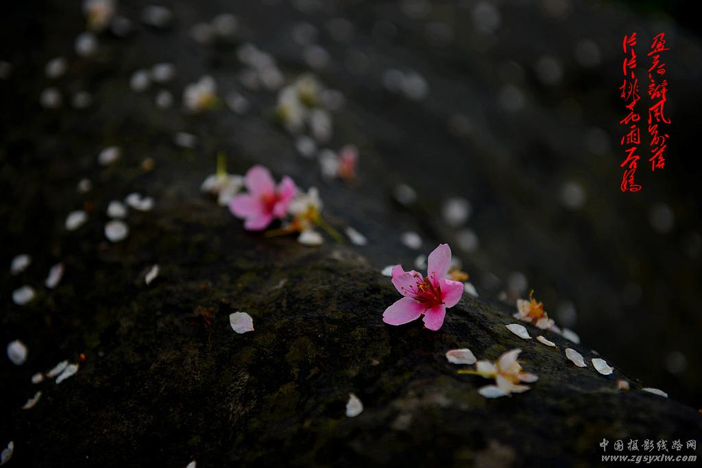 渡船坡的桃花
