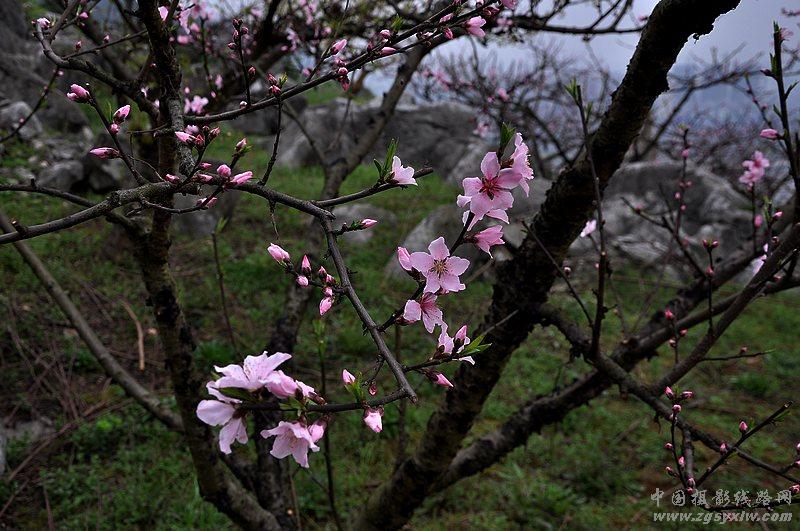 渡船坡的桃花