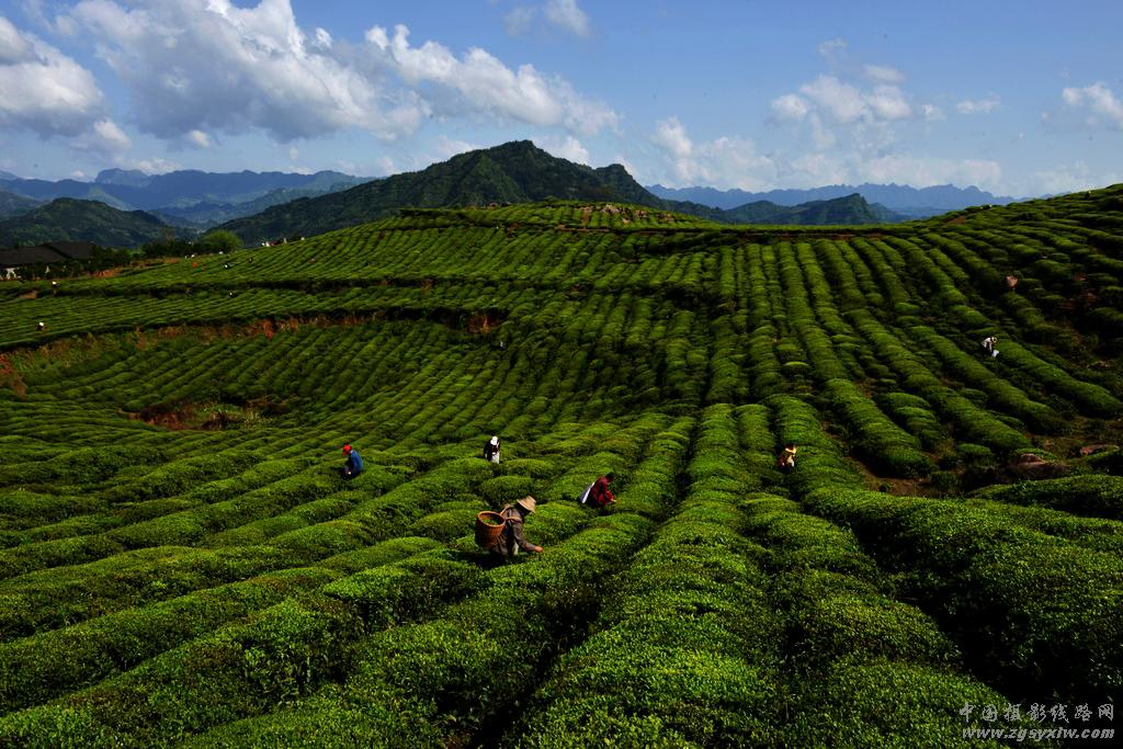 盘龙山茶场