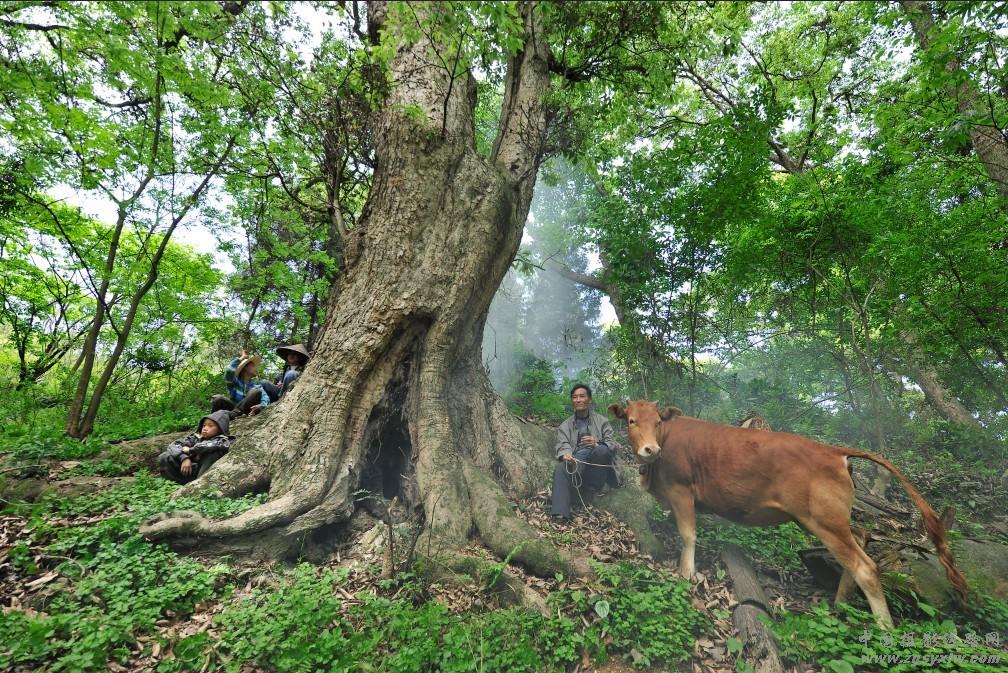 张家界茅岗古树林