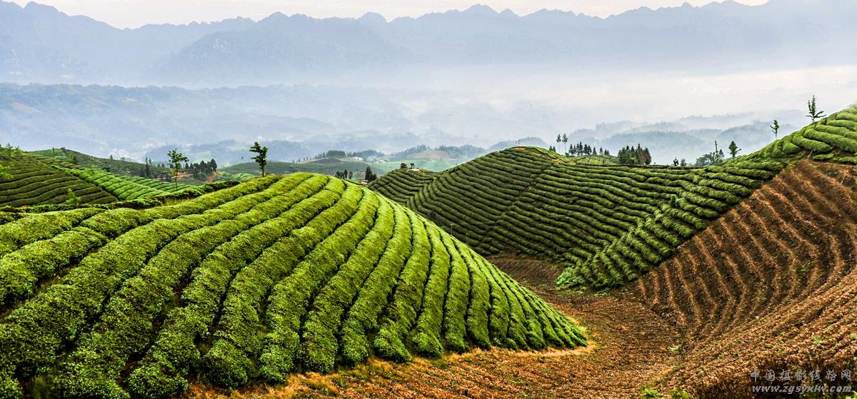 茶山美