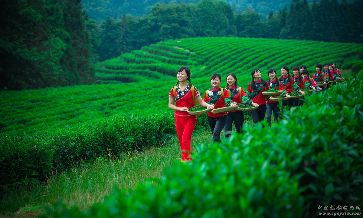 茶场笑靥