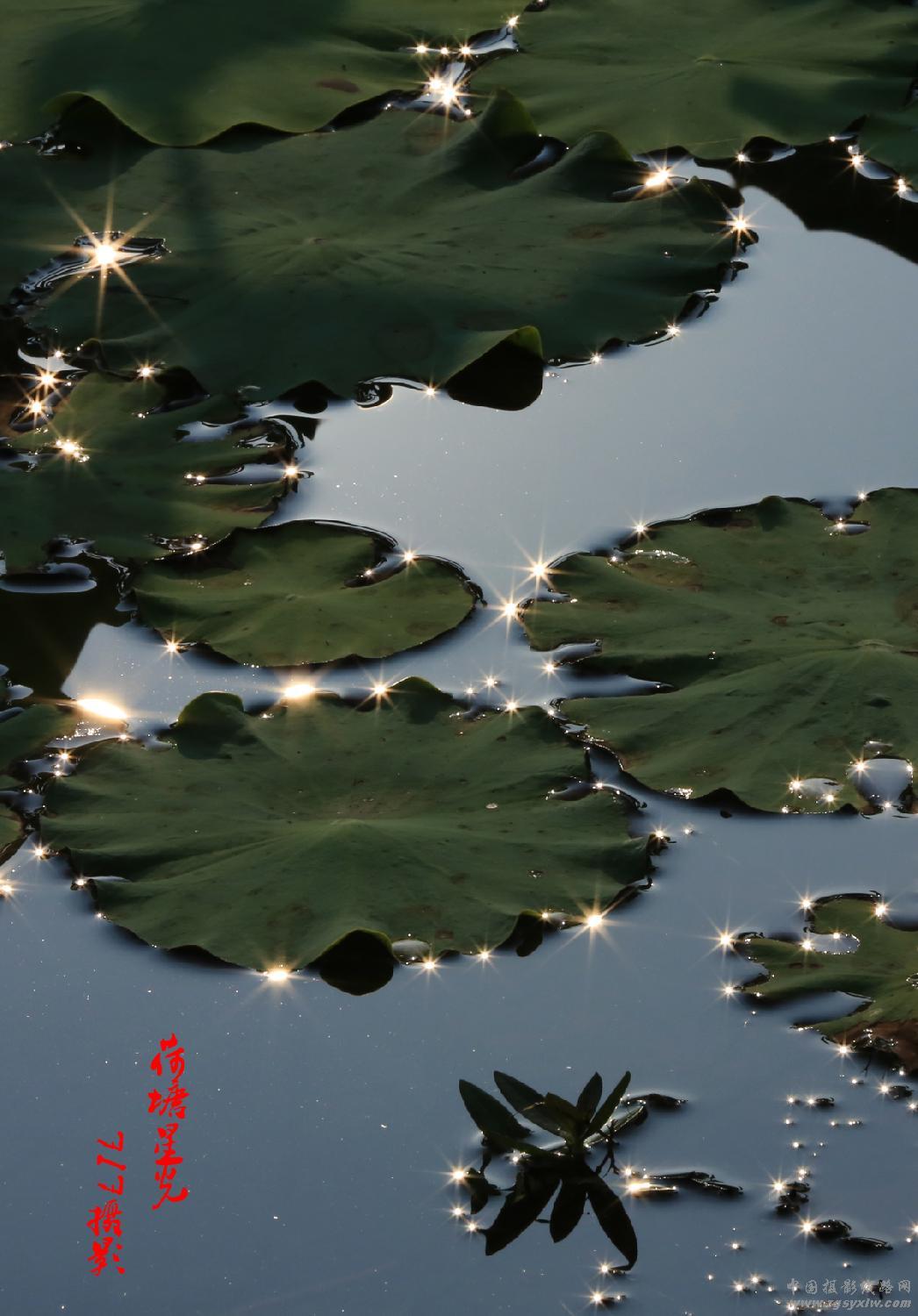 荷塘星光