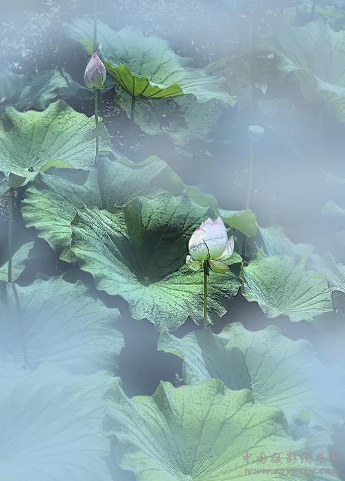 雾里看花