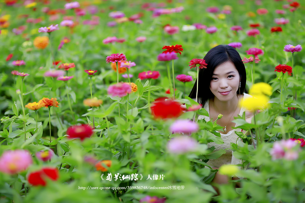 菊影仙踪