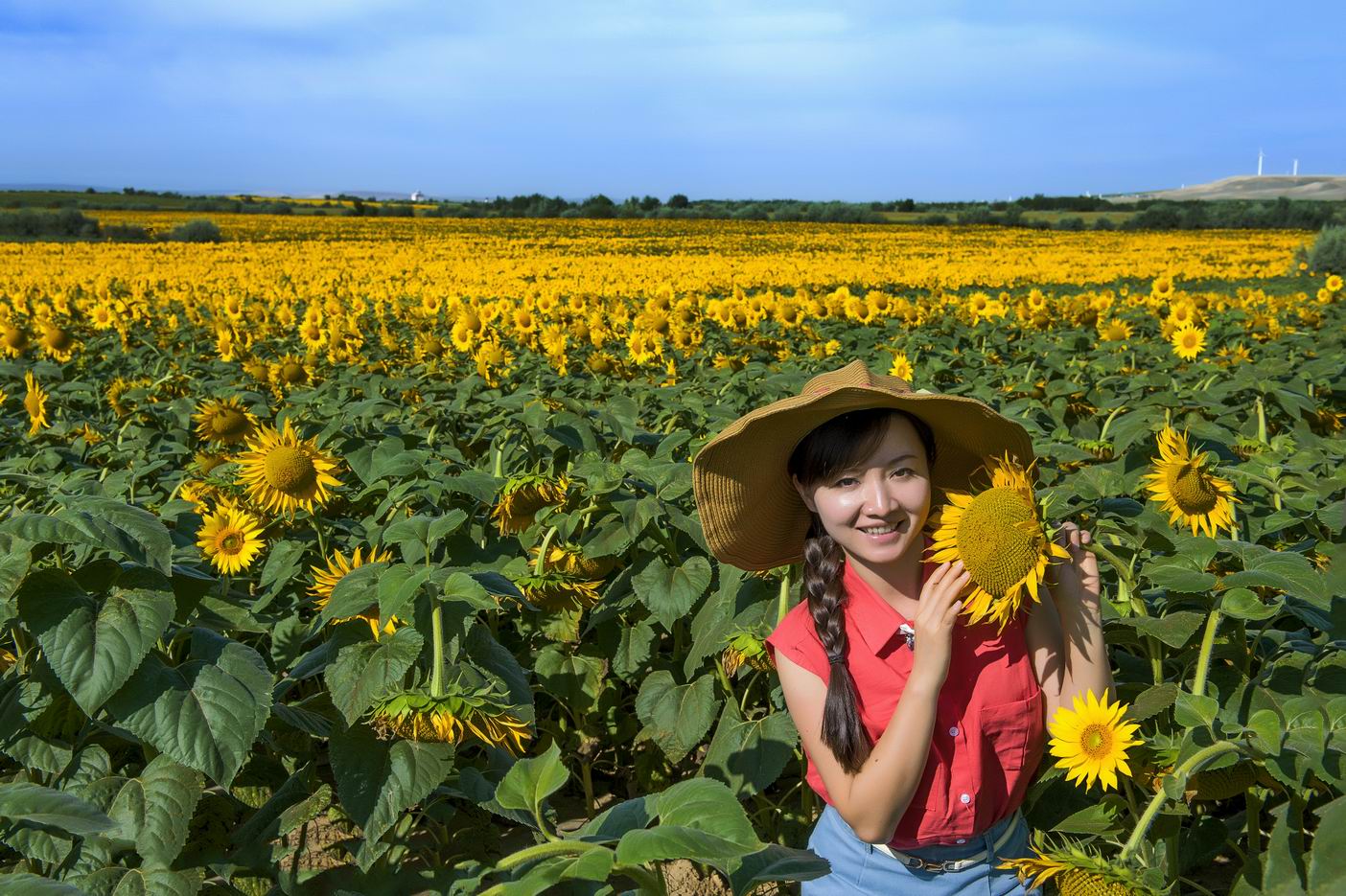 布尔津夏日葵人像片