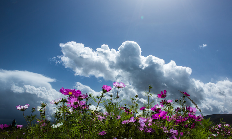 格桑花