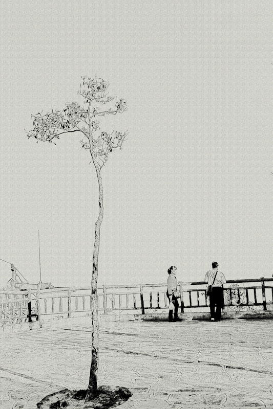 一棵树两个人