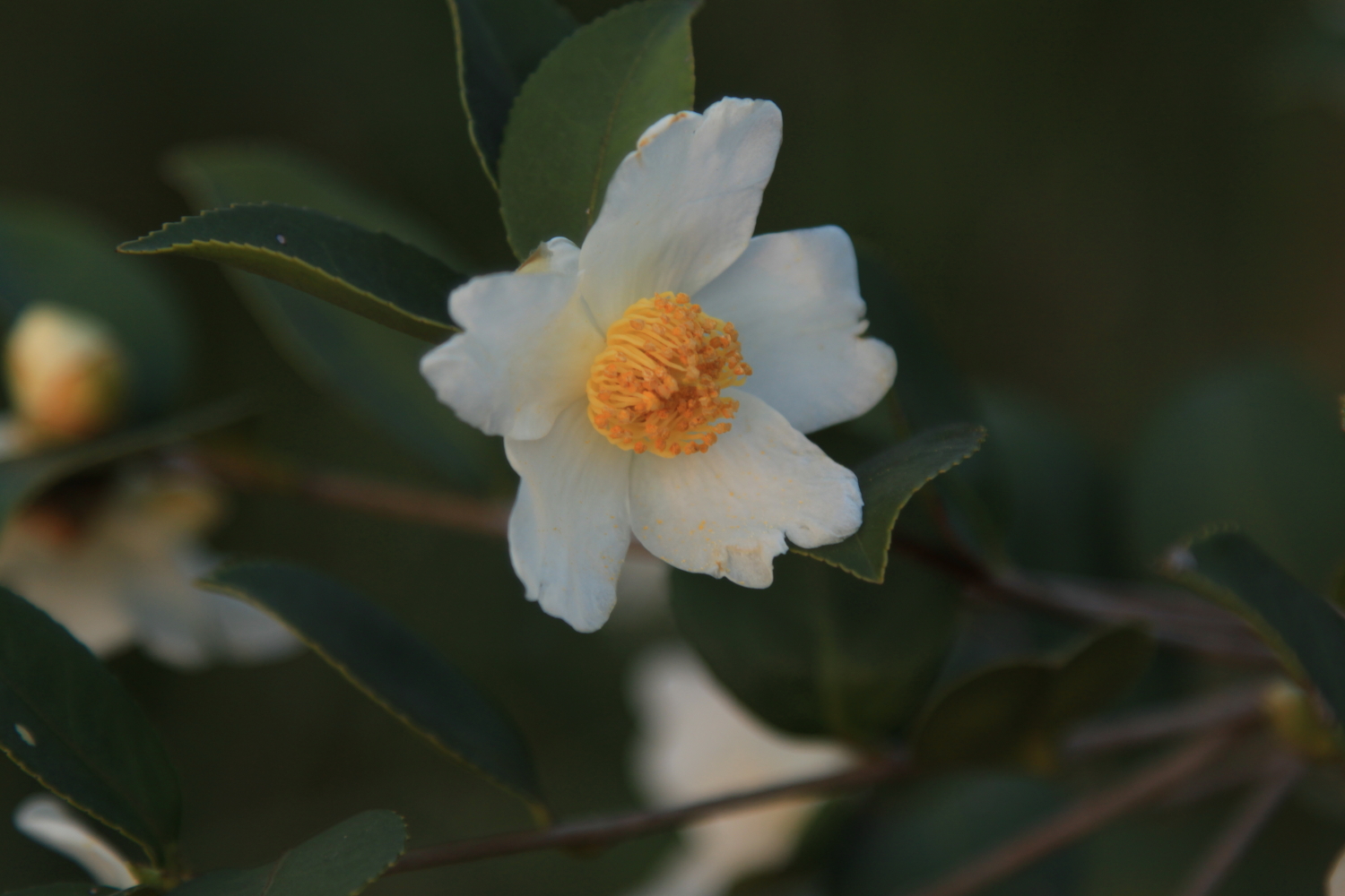 茶花