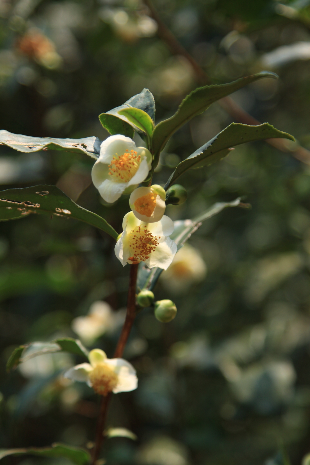 茶花