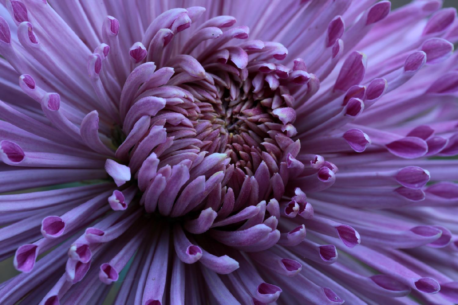 菊花组图—2