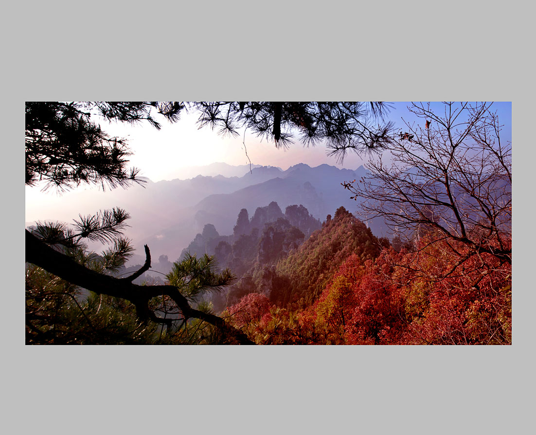 天子山秋色