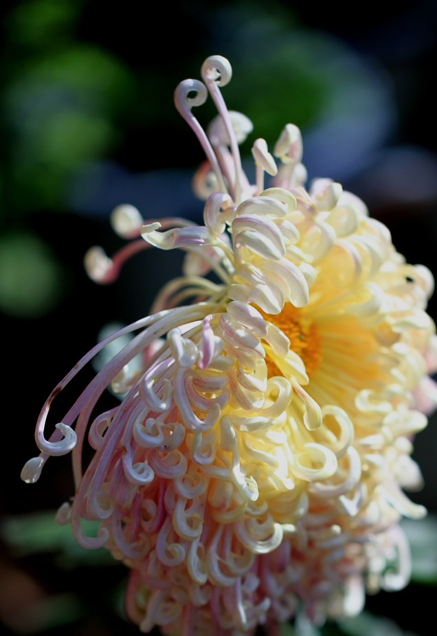 秋菊-2