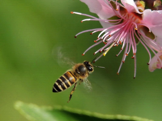 蜜蜂与花蕊